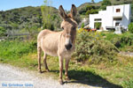 Skyros stad | Skyros Griekenland foto 3